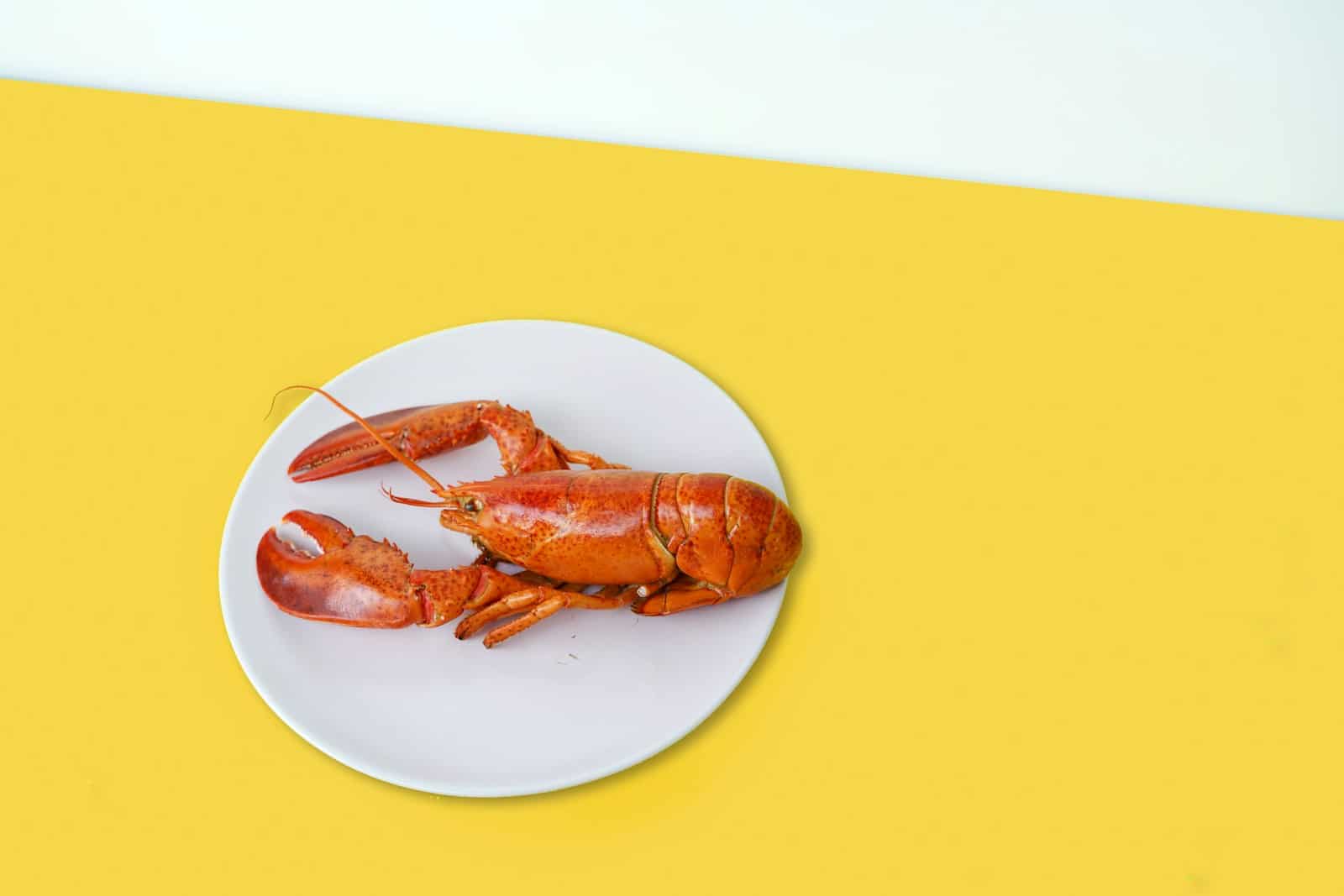 cooked red lobster on ceramic plate