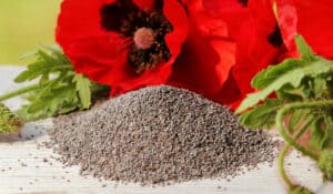 Poppy seeds